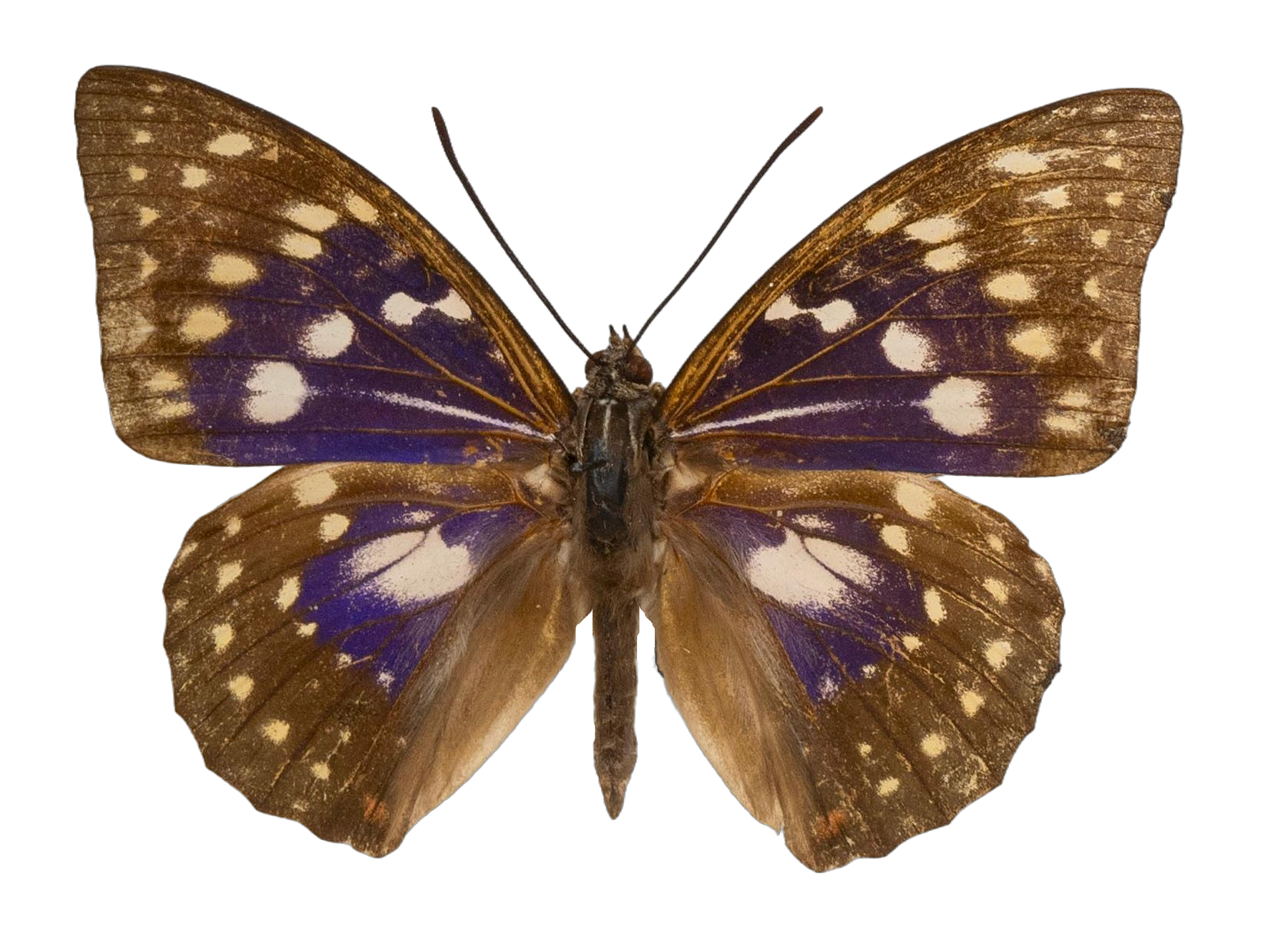 Sasakia charonda — NYMPHALIDAE/Apaturinae/_TDR5520 Apaturinae 9.jpg