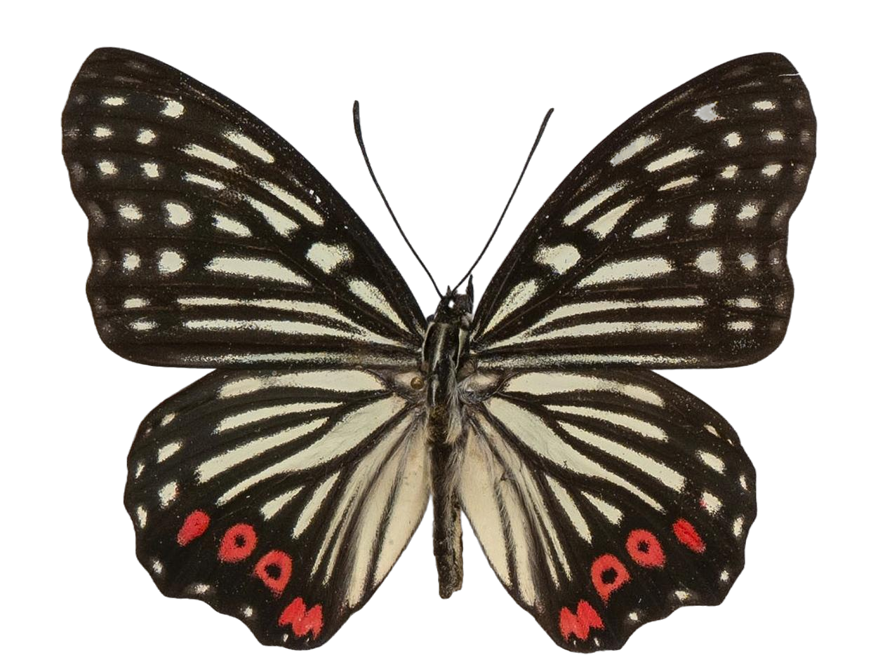 Hestina assimilis assimilis — NYMPHALIDAE/Apaturinae/_TDR5521 Apaturinae 10.jpg