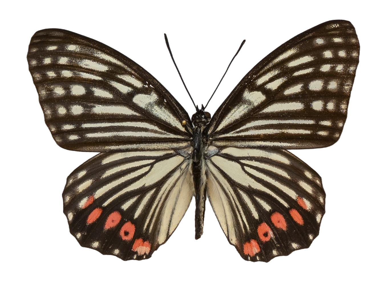 Hestina assimilis assimilis — NYMPHALIDAE/Apaturinae/_TDR5521 Apaturinae 10.jpg