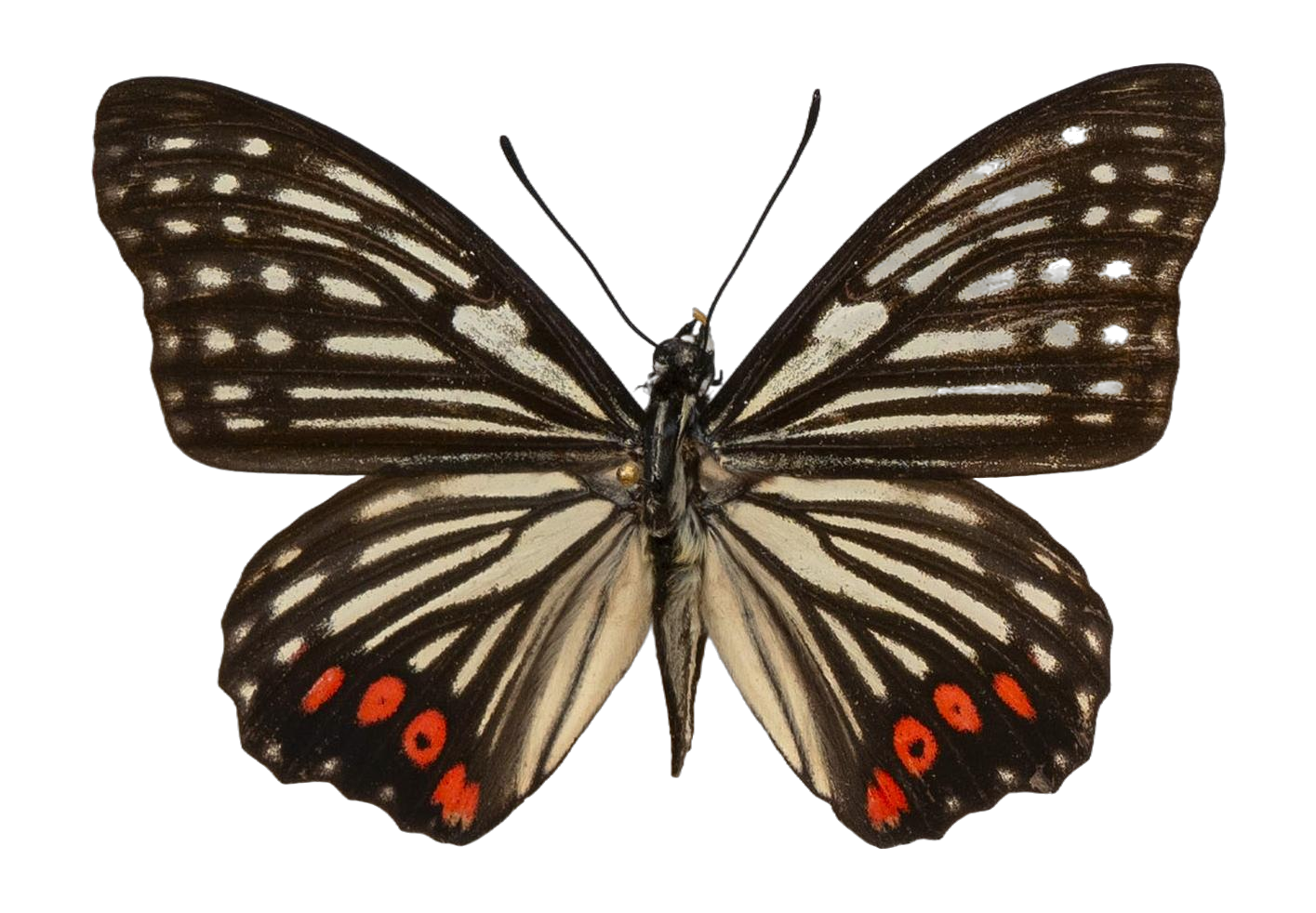 Hestina assimilis assimilis — NYMPHALIDAE/Apaturinae/_TDR5521 Apaturinae 10.jpg