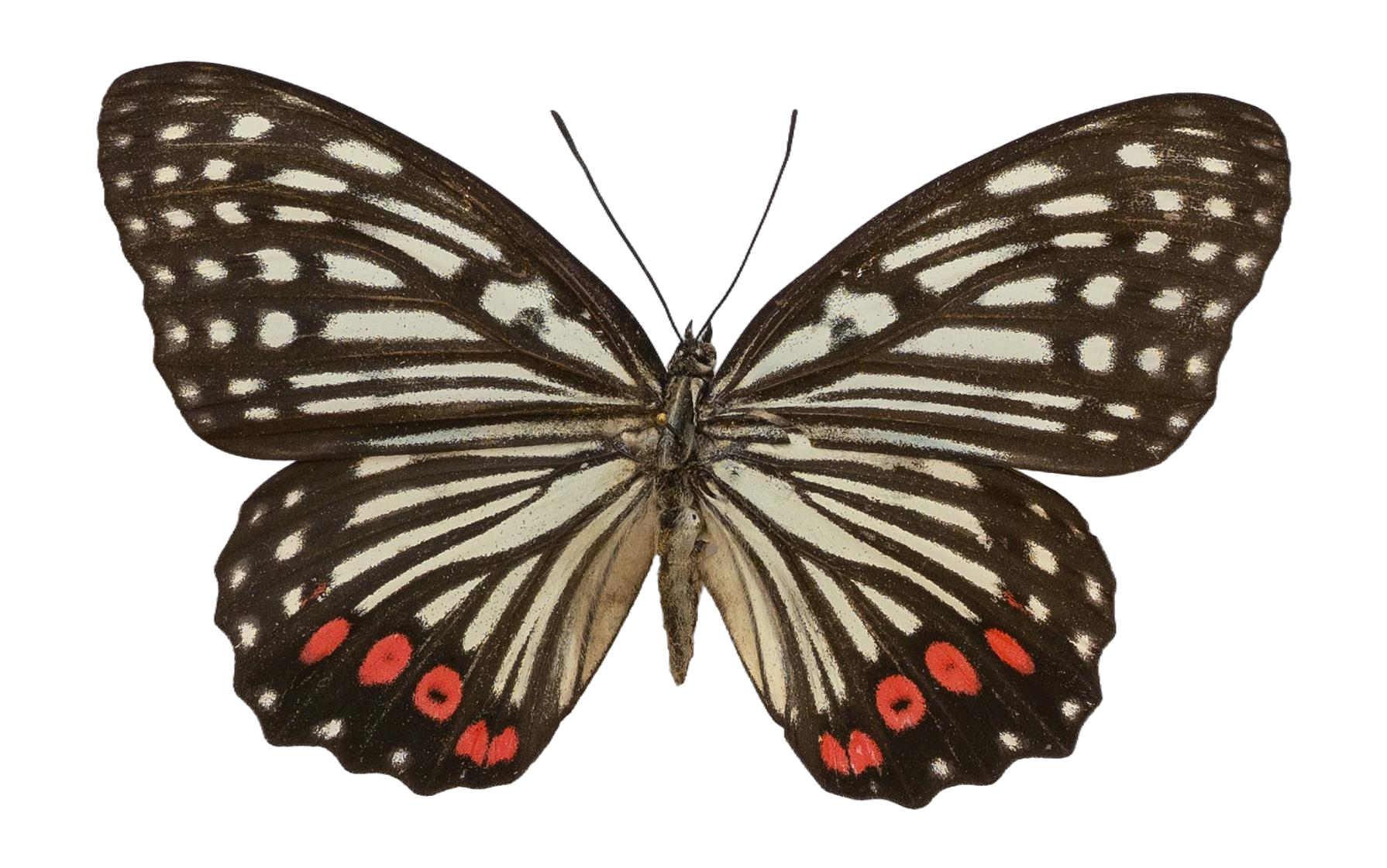 Hestina assimilis assimilis — NYMPHALIDAE/Apaturinae/_TDR5521 Apaturinae 10.jpg