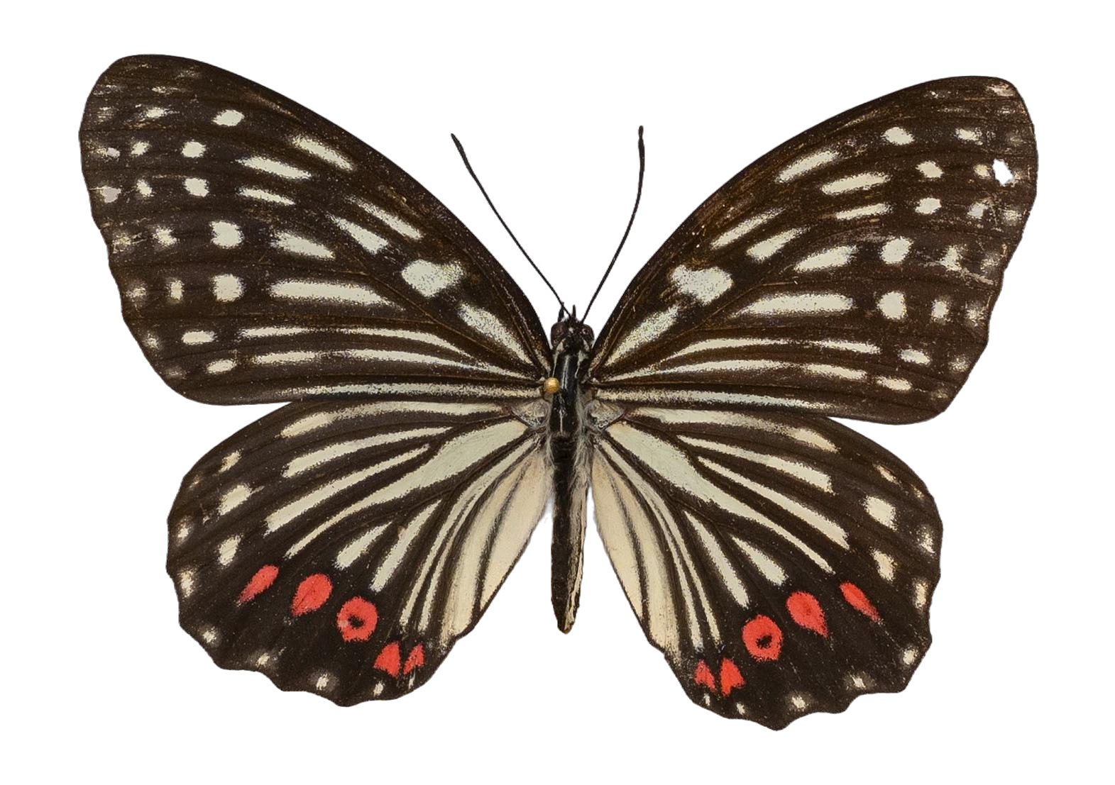Hestina assimilis assimilis — NYMPHALIDAE/Apaturinae/_TDR5521 Apaturinae 10.jpg