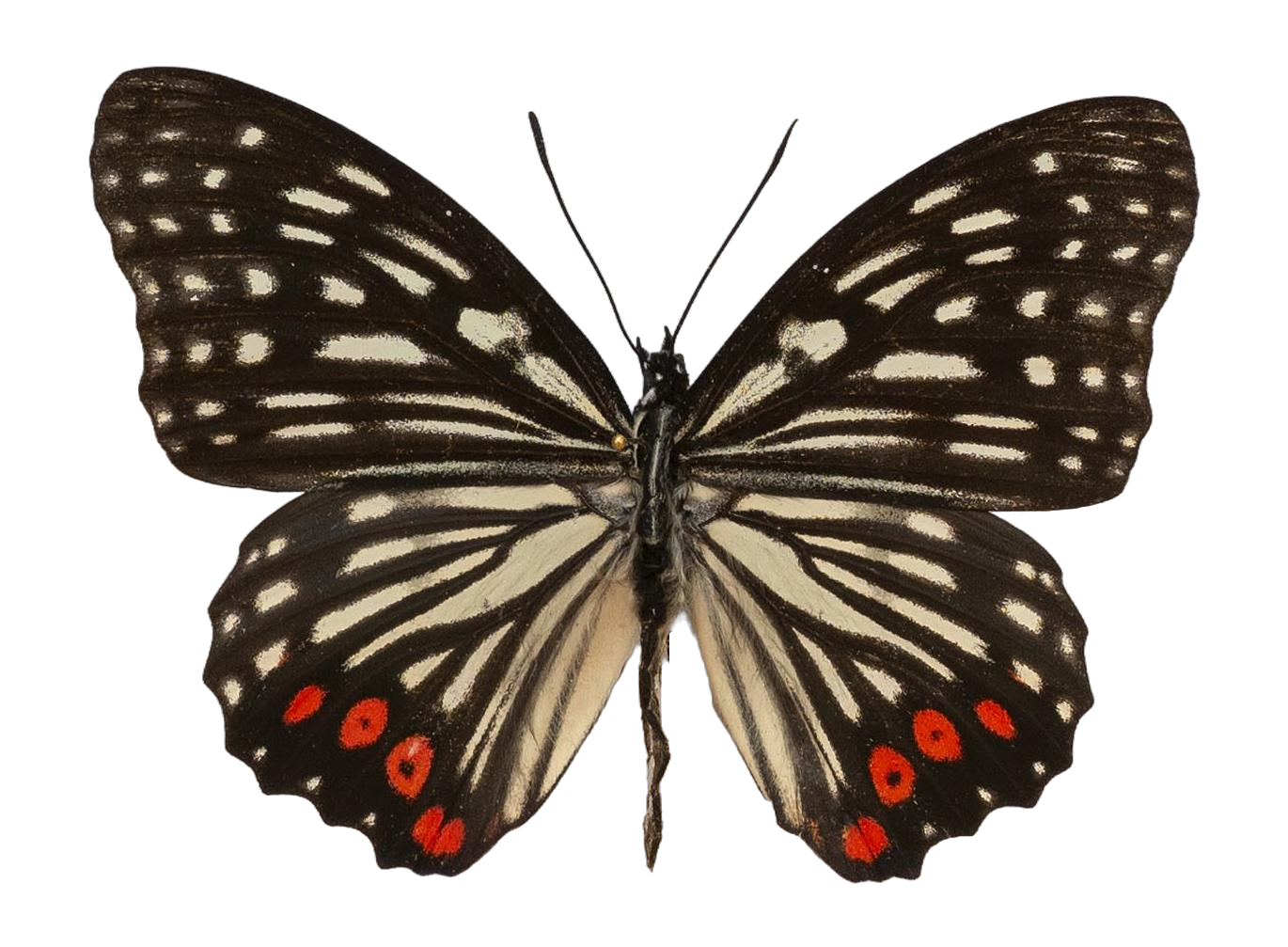Hestina assimilis assimilis — NYMPHALIDAE/Apaturinae/_TDR5521 Apaturinae 10.jpg