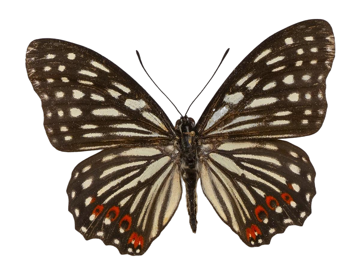 Hestina assimilis assimilis — NYMPHALIDAE/Apaturinae/_TDR5521 Apaturinae 10.jpg