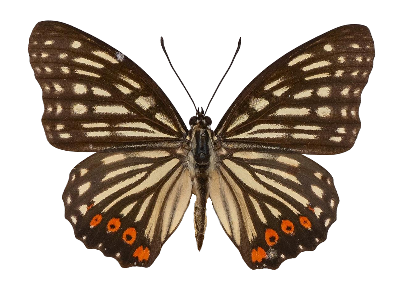 Hestina assimilis assimilis — NYMPHALIDAE/Apaturinae/_TDR5521 Apaturinae 10.jpg
