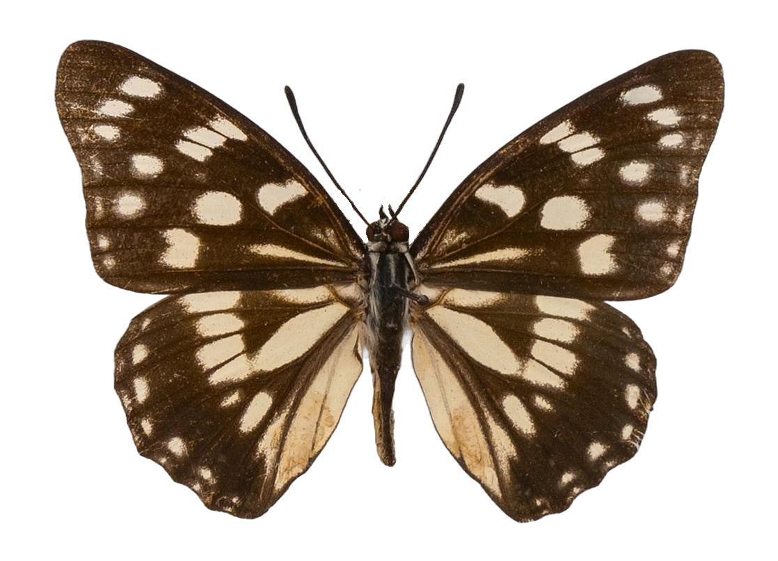 Hestina japonica japonica — NYMPHALIDAE/Apaturinae/_TDR5521 Apaturinae 10.jpg