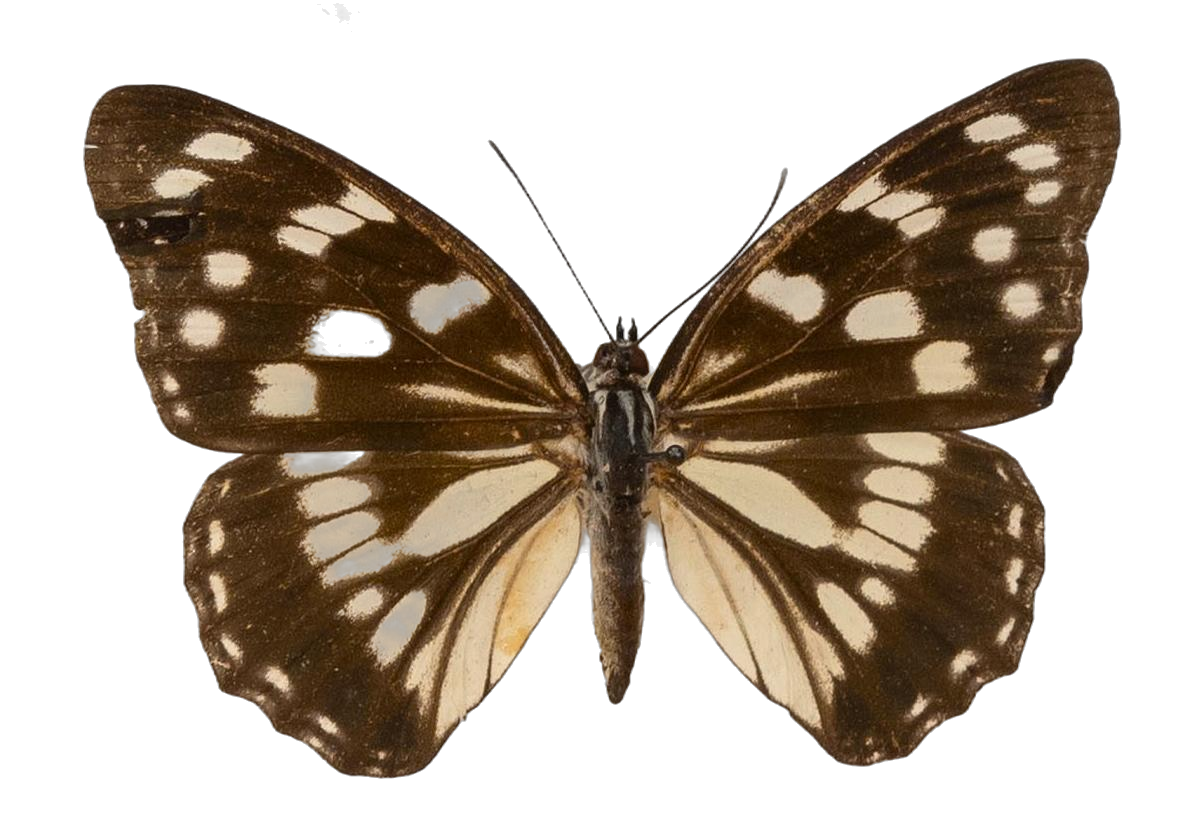 Hestina japonica japonica — NYMPHALIDAE/Apaturinae/_TDR5521 Apaturinae 10.jpg