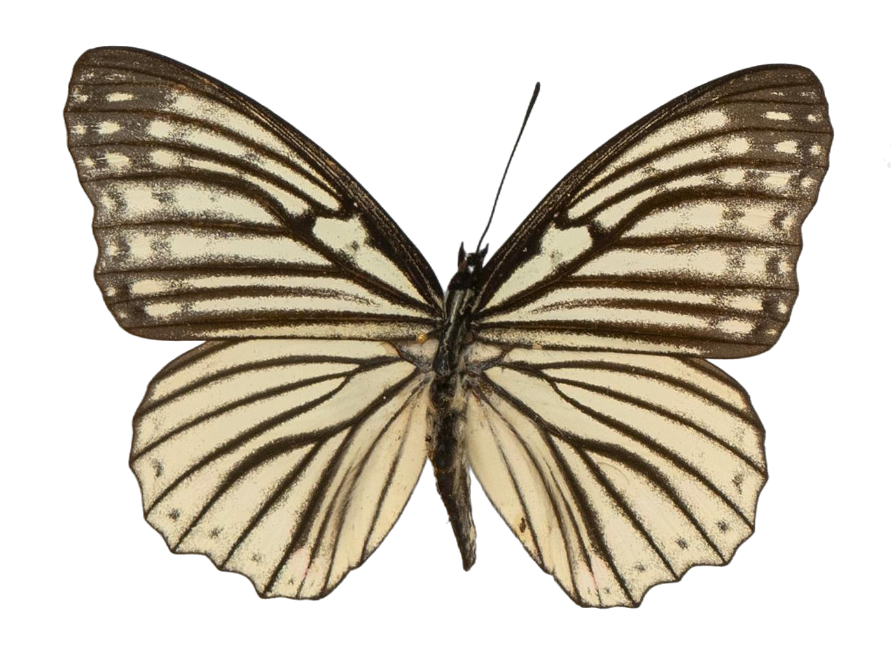 Hestina assimilis assimilis — NYMPHALIDAE/Apaturinae/_TDR5521 Apaturinae 10.jpg
