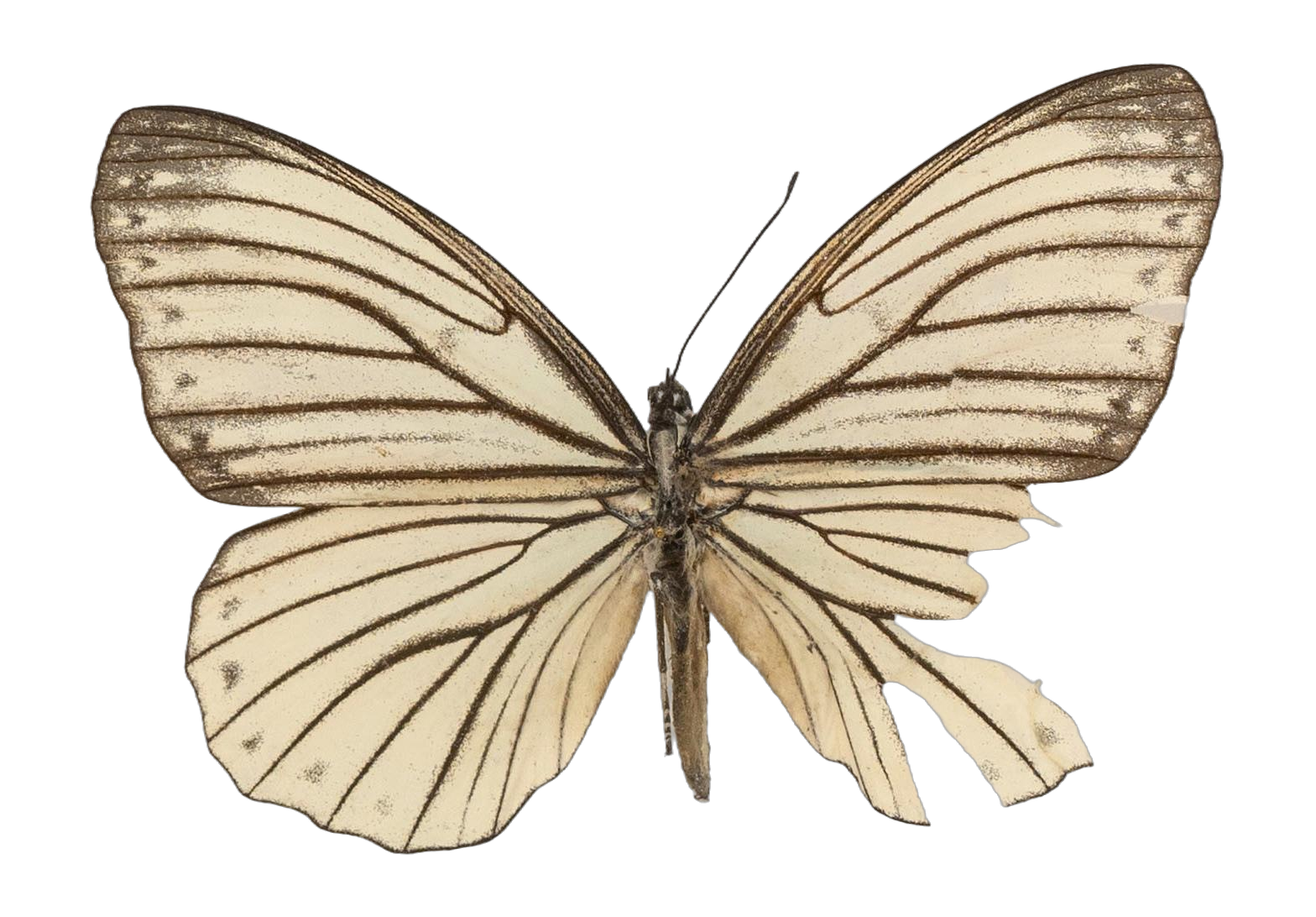 Hestina assimilis assimilis — NYMPHALIDAE/Apaturinae/_TDR5521 Apaturinae 10.jpg