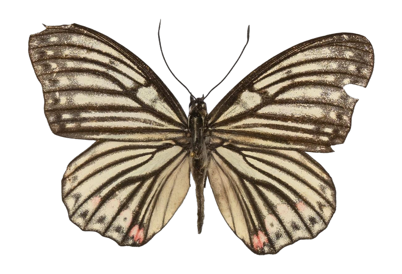 Hestina assimilis assimilis — NYMPHALIDAE/Apaturinae/_TDR5521 Apaturinae 10.jpg