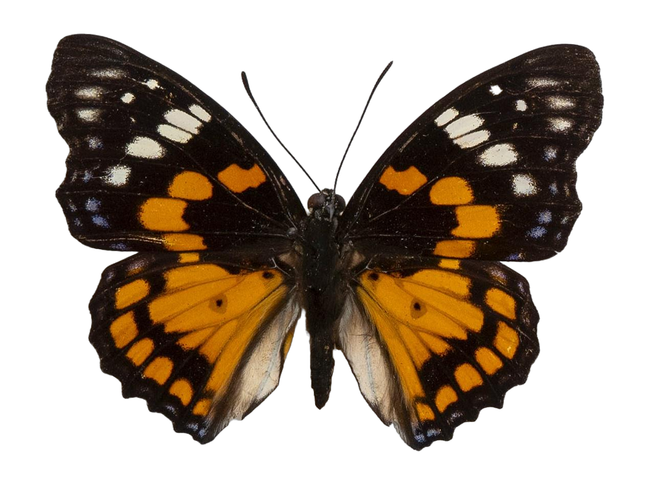 Sephisa chandra — NYMPHALIDAE/Apaturinae/_TDR5522.jpg