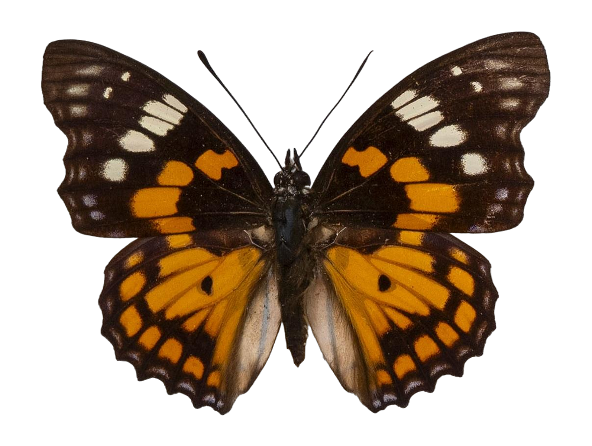 Sephisa chandra — NYMPHALIDAE/Apaturinae/_TDR5522.jpg