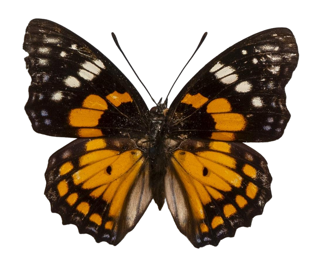Sephisa chandra — NYMPHALIDAE/Apaturinae/_TDR5522.jpg
