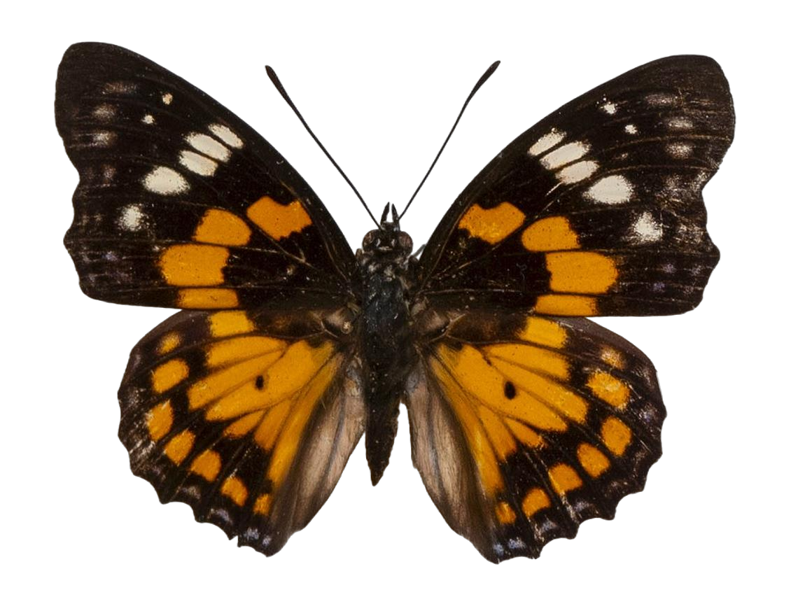 Sephisa chandra — NYMPHALIDAE/Apaturinae/_TDR5522.jpg