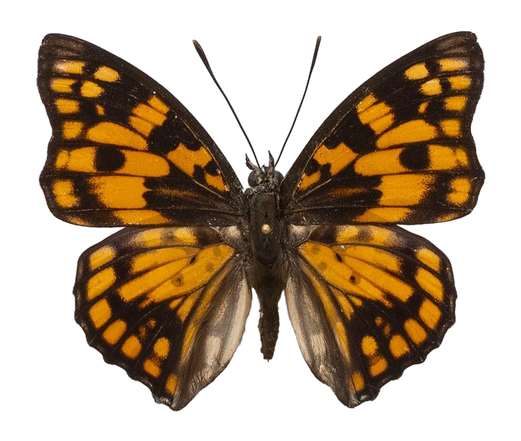 Sephisa princeps subsp. princeps — NYMPHALIDAE/Apaturinae/_TDR5522.jpg