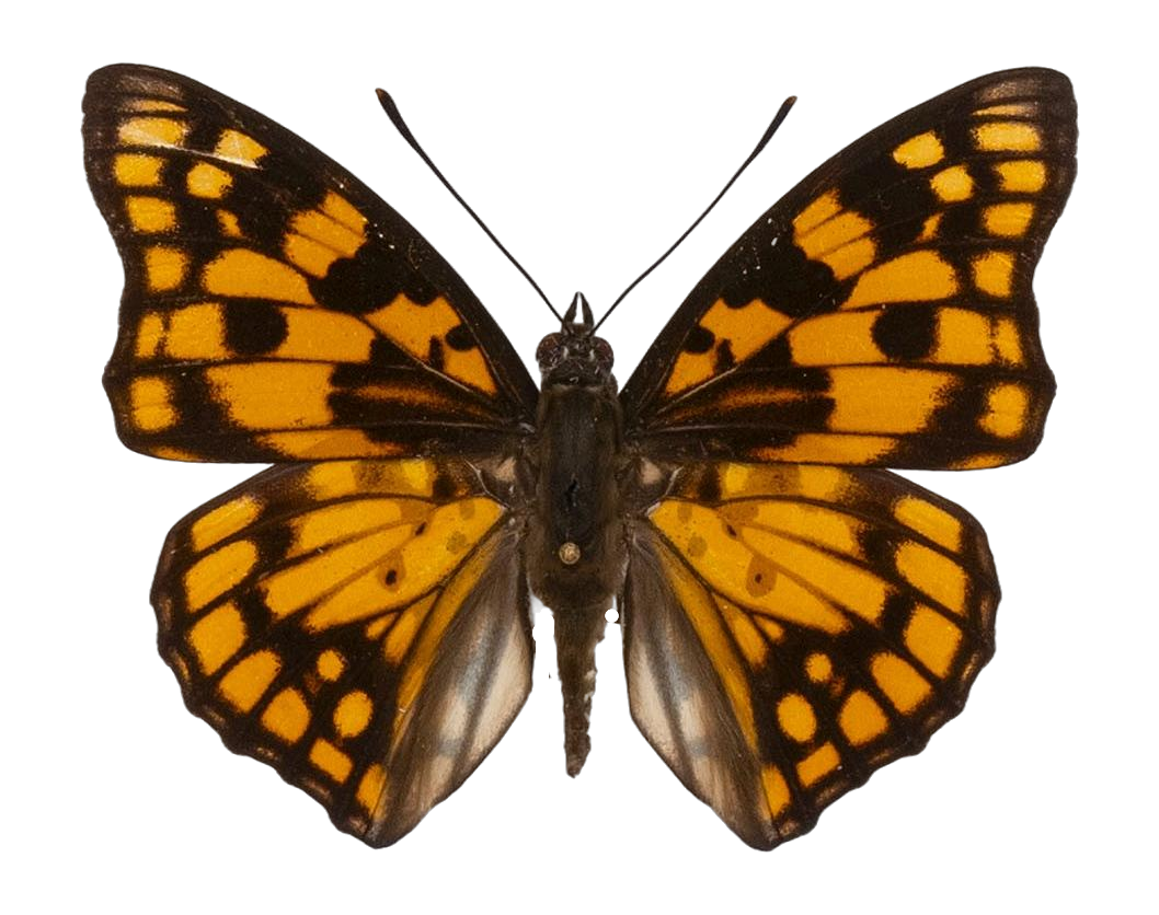 Sephisa princeps subsp. princeps — NYMPHALIDAE/Apaturinae/_TDR5522.jpg