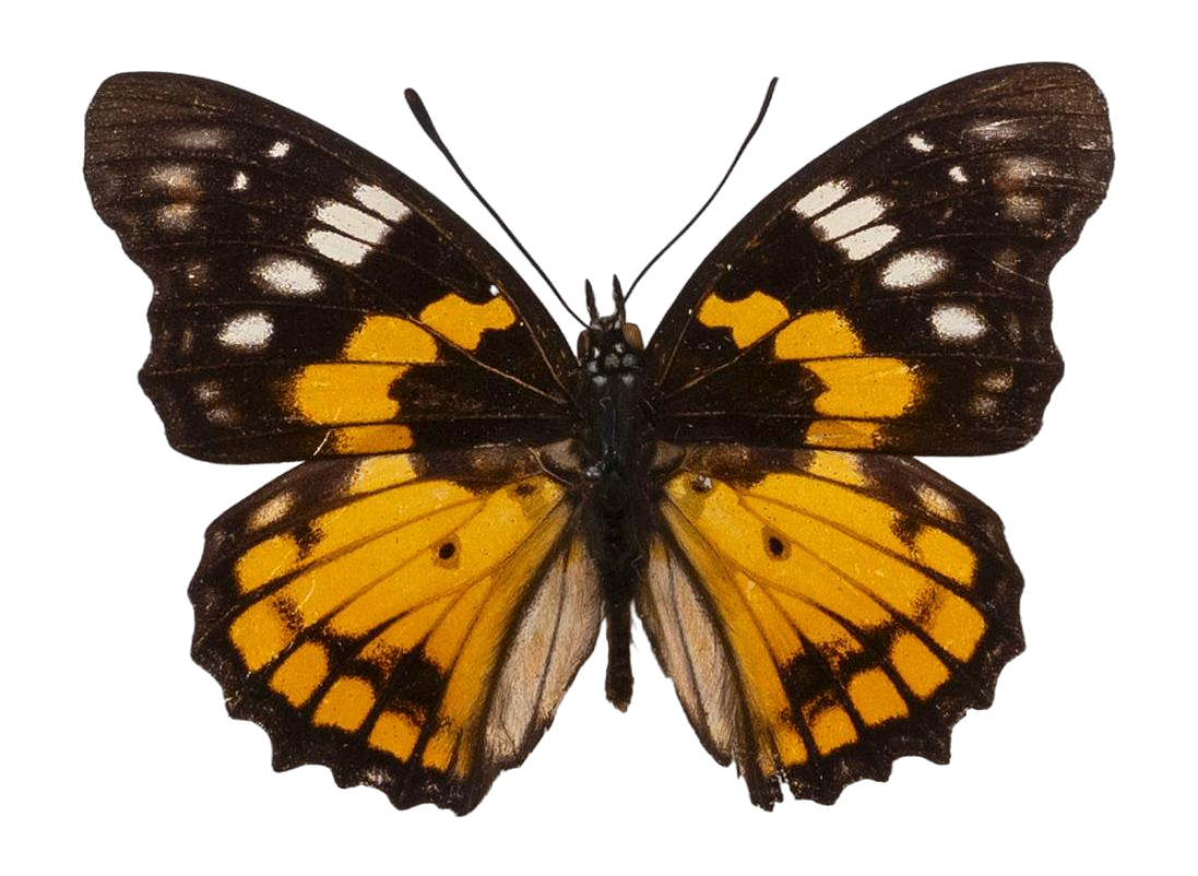 Sephisa chandra stubbsi — NYMPHALIDAE/Apaturinae/_TDR5522.jpg