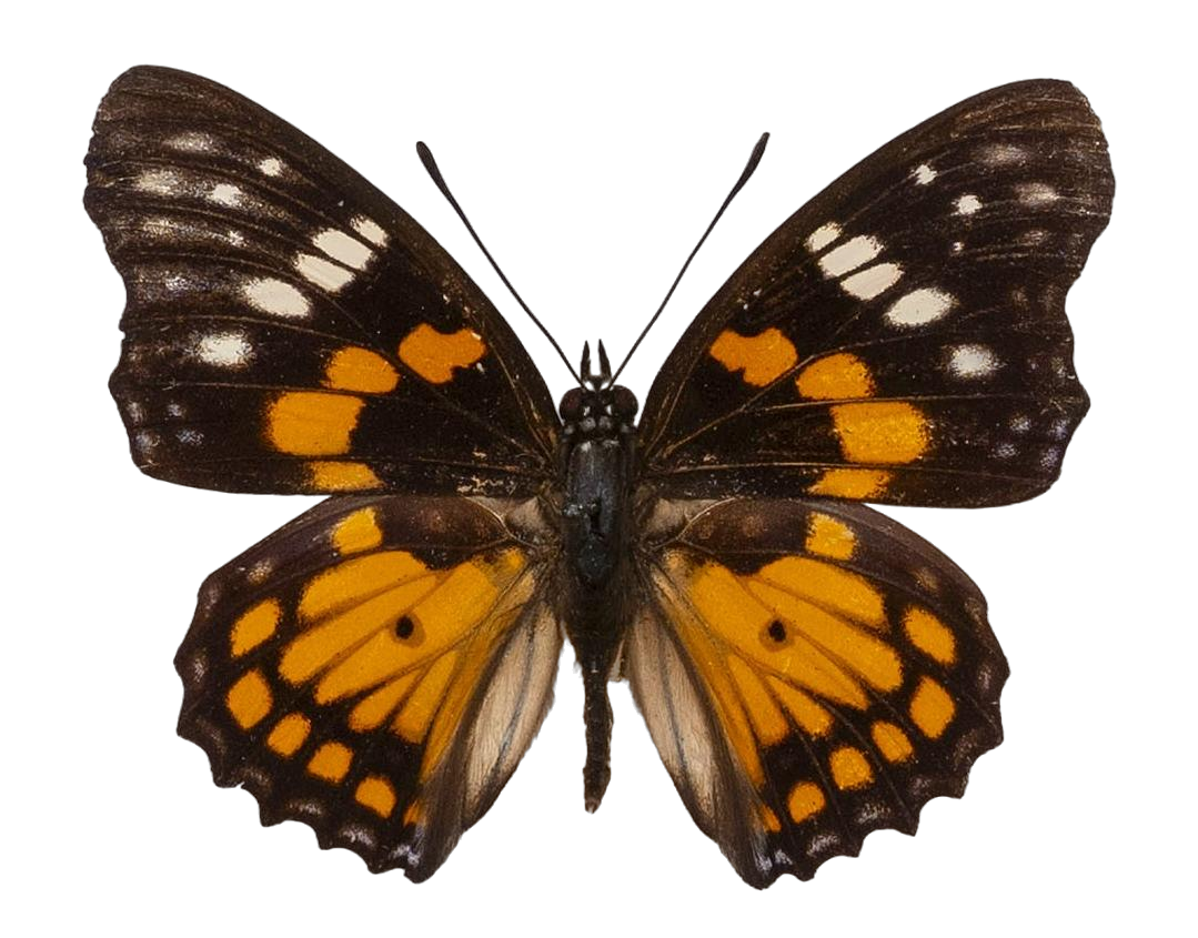 Sephisa chandra stubbsi — NYMPHALIDAE/Apaturinae/_TDR5522.jpg