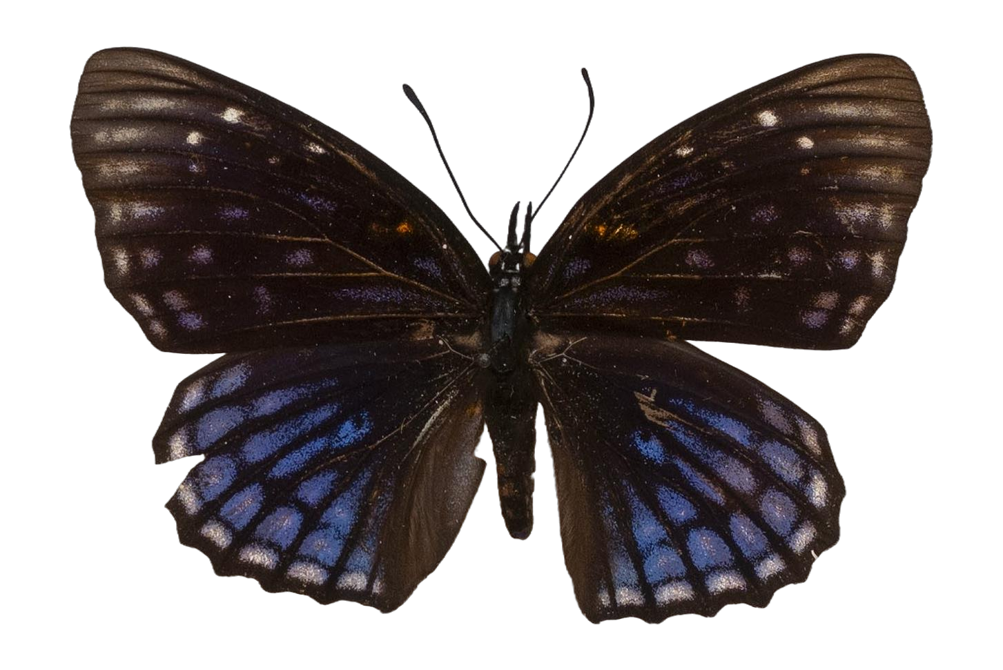 Sephisa chandra stubbsi — NYMPHALIDAE/Apaturinae/_TDR5522.jpg