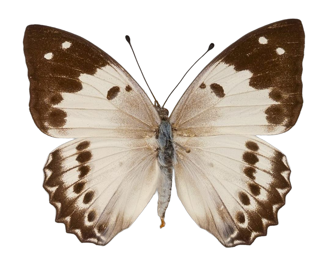 Helcyra hemina — NYMPHALIDAE/Apaturinae/_TDR5522.jpg