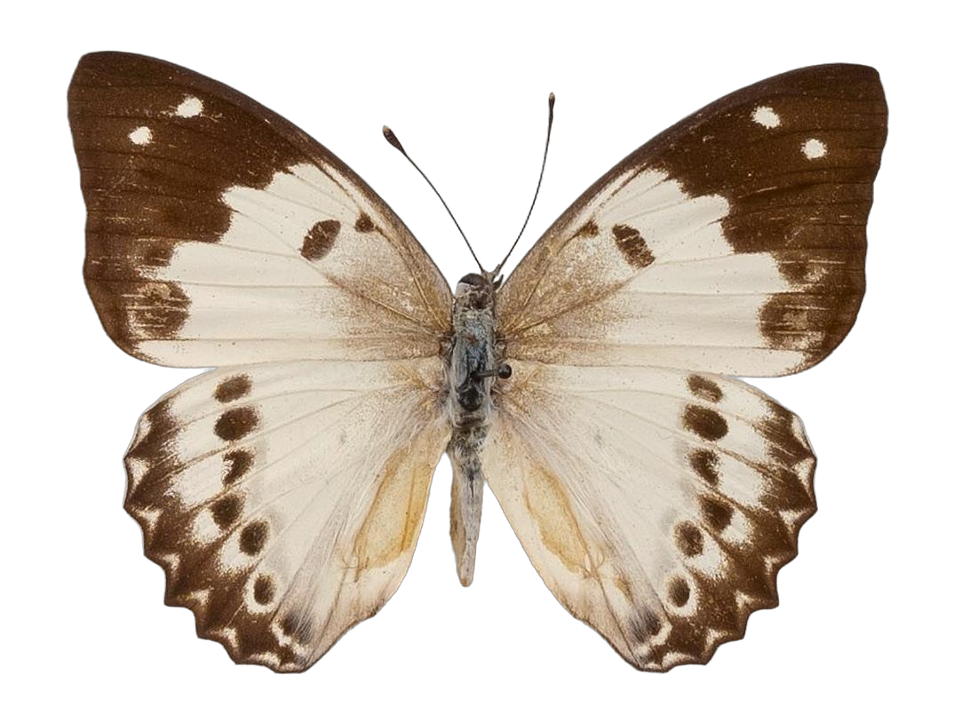 Helcyra hemina — NYMPHALIDAE/Apaturinae/_TDR5522.jpg
