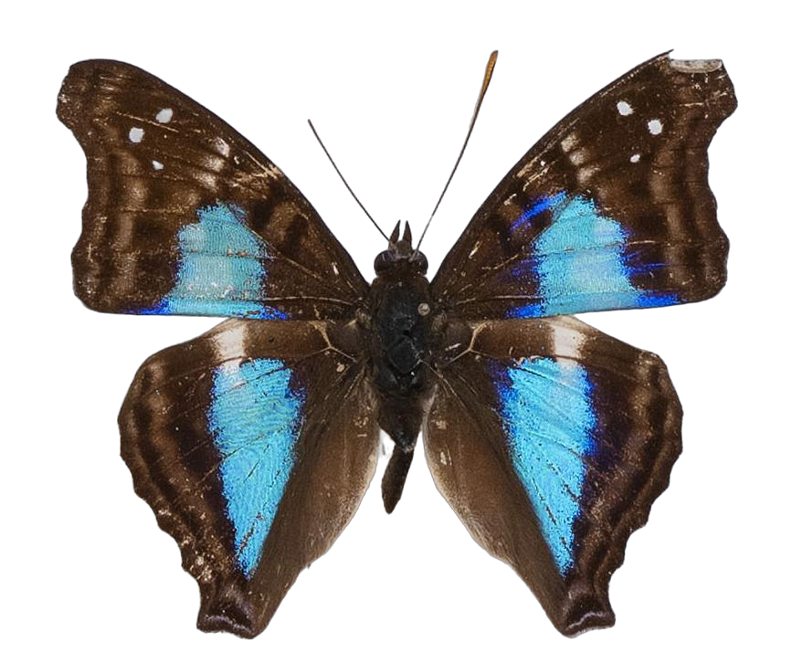 Doxocopa laurentia — NYMPHALIDAE/Apaturinae/_TDR5523.jpg