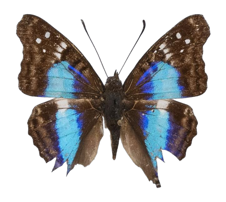 Doxocopa laurentia — NYMPHALIDAE/Apaturinae/_TDR5523.jpg
