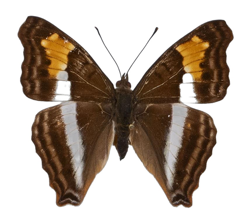 Doxocopa laurentia — NYMPHALIDAE/Apaturinae/_TDR5523.jpg