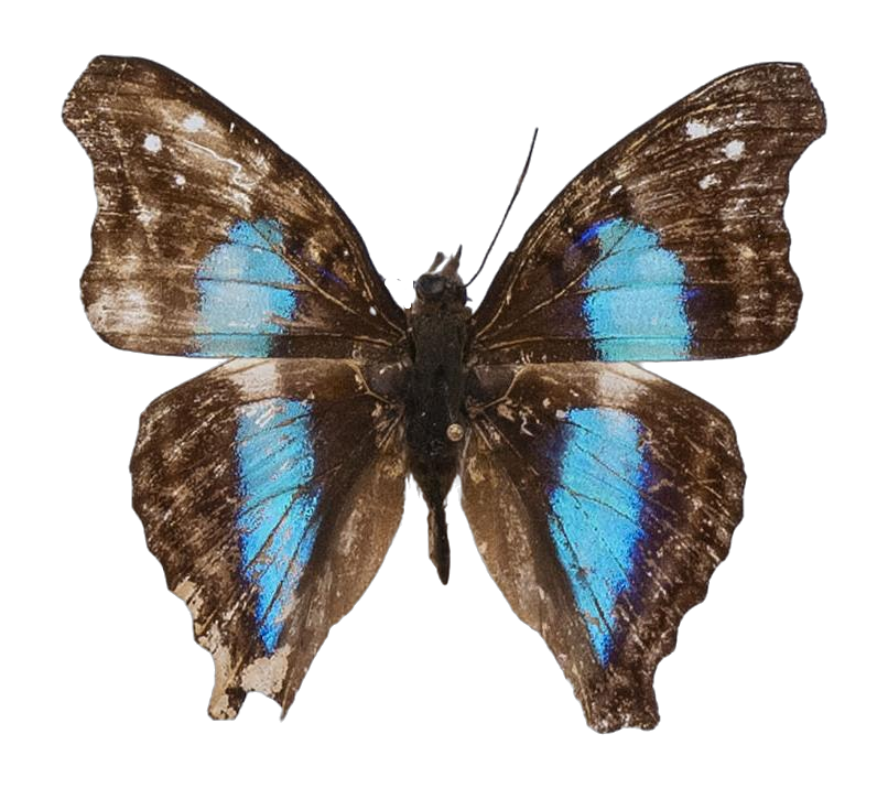 Doxocopa laurentia — NYMPHALIDAE/Apaturinae/_TDR5523.jpg
