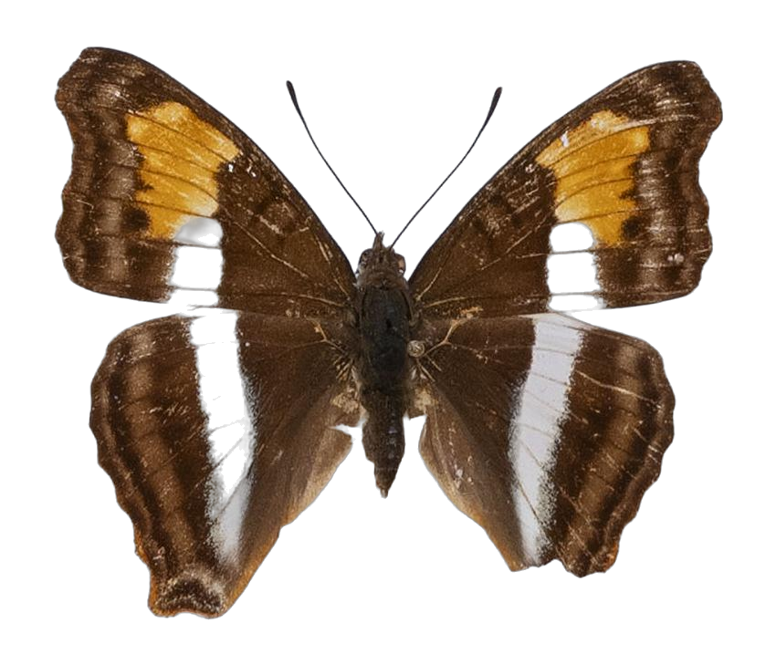 Doxocopa laurentia — NYMPHALIDAE/Apaturinae/_TDR5523.jpg