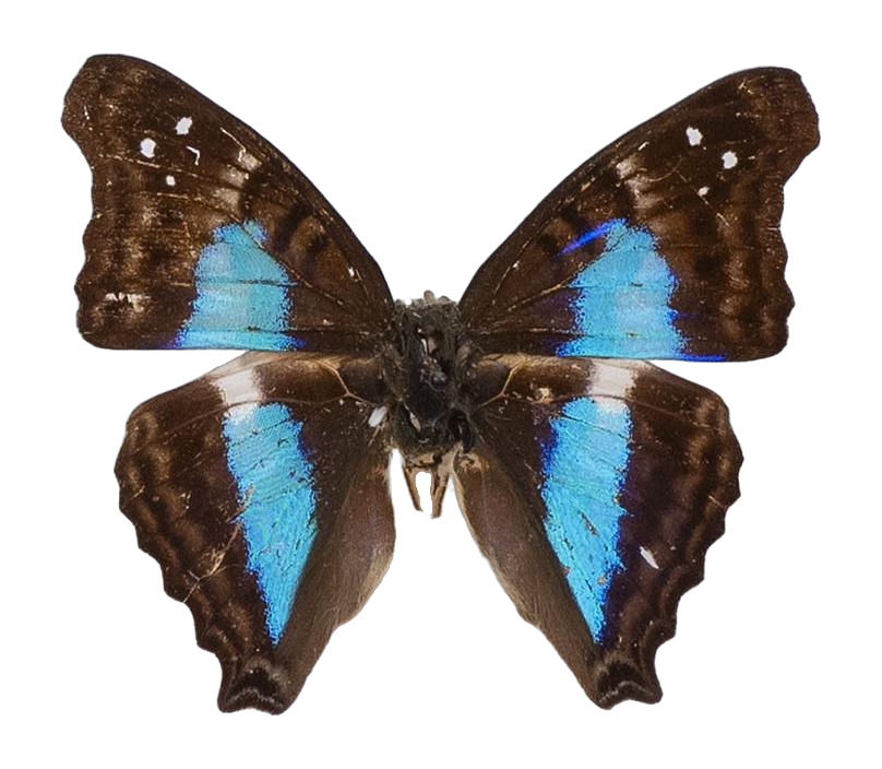Doxocopa laurentia — NYMPHALIDAE/Apaturinae/_TDR5523.jpg