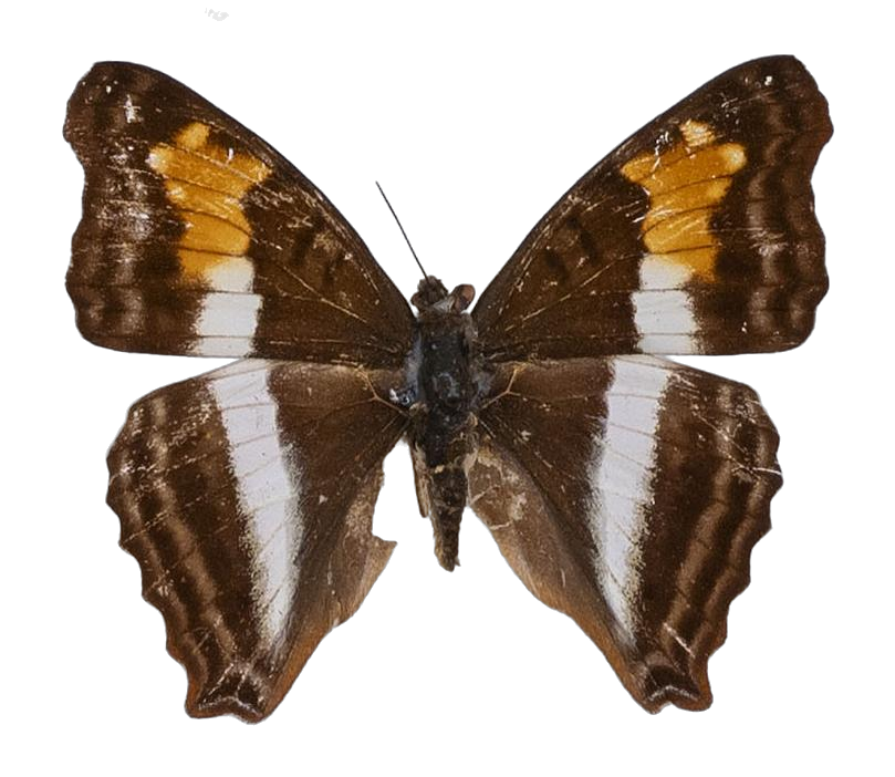 Doxocopa laurentia — NYMPHALIDAE/Apaturinae/_TDR5523.jpg