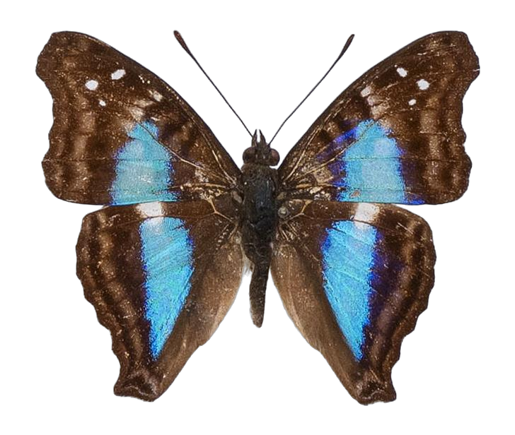 Doxocopa laurentia — NYMPHALIDAE/Apaturinae/_TDR5523.jpg