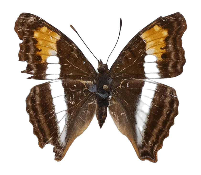 Doxocopa laurentia — NYMPHALIDAE/Apaturinae/_TDR5523.jpg
