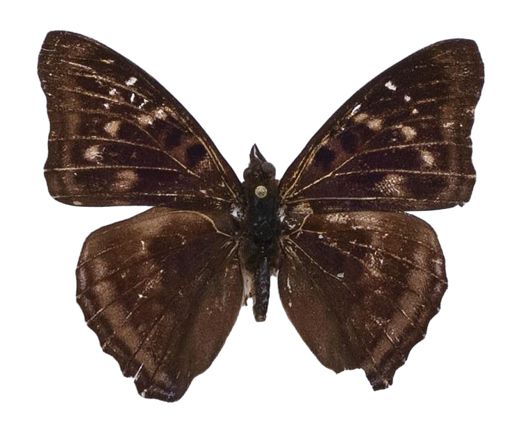 Doxocopa zunilda — NYMPHALIDAE/Apaturinae/_TDR5523.jpg