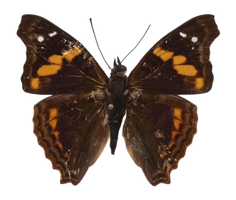 Doxocopa elis — NYMPHALIDAE/Apaturinae/_TDR5523.jpg