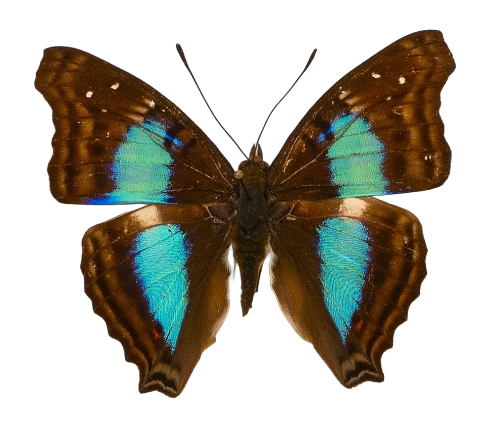 Doxocopa cherubina cherubina — NYMPHALIDAE/Apaturinae/_TDR5524.jpg