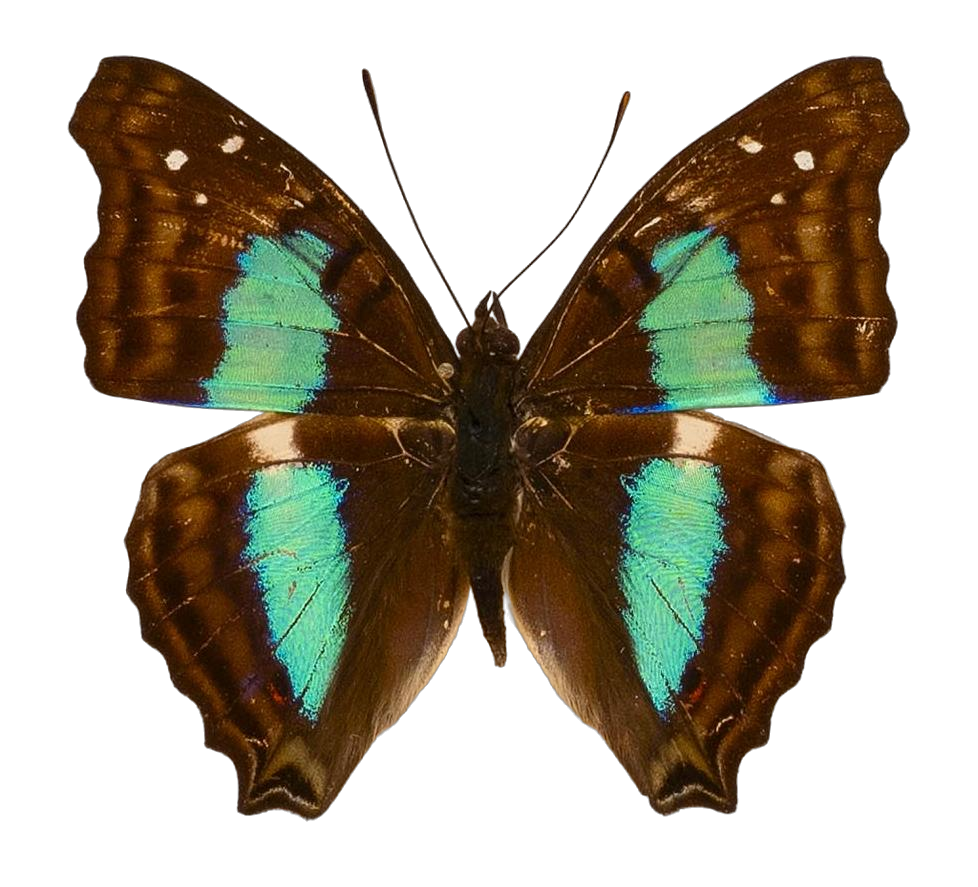 Doxocopa cherubina cherubina — NYMPHALIDAE/Apaturinae/_TDR5524.jpg