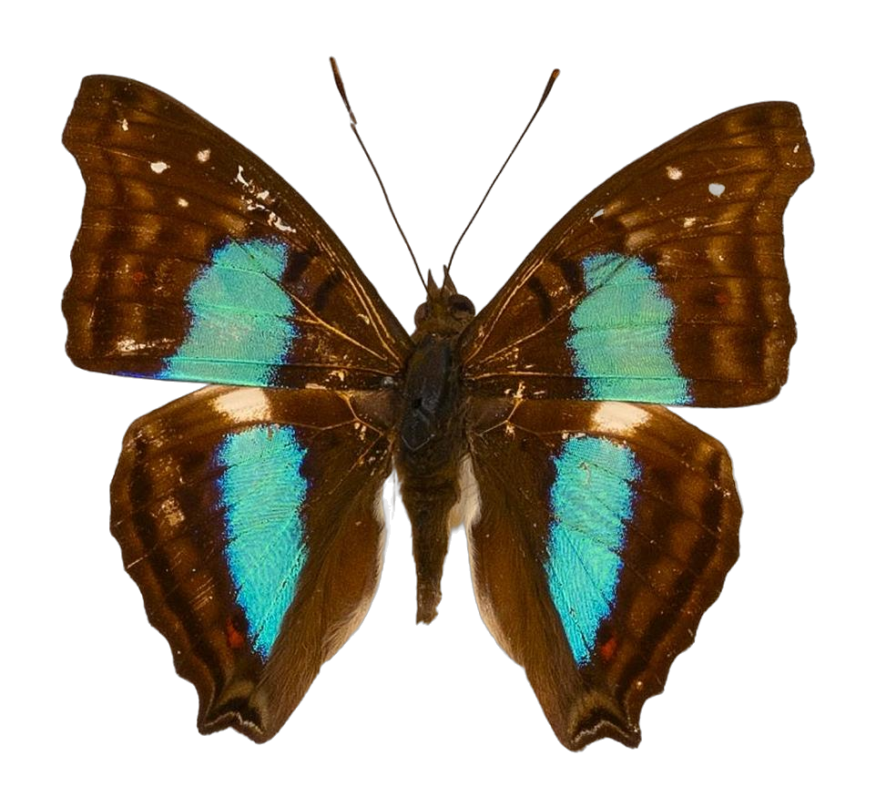 Doxocopa cherubina cherubina — NYMPHALIDAE/Apaturinae/_TDR5524.jpg