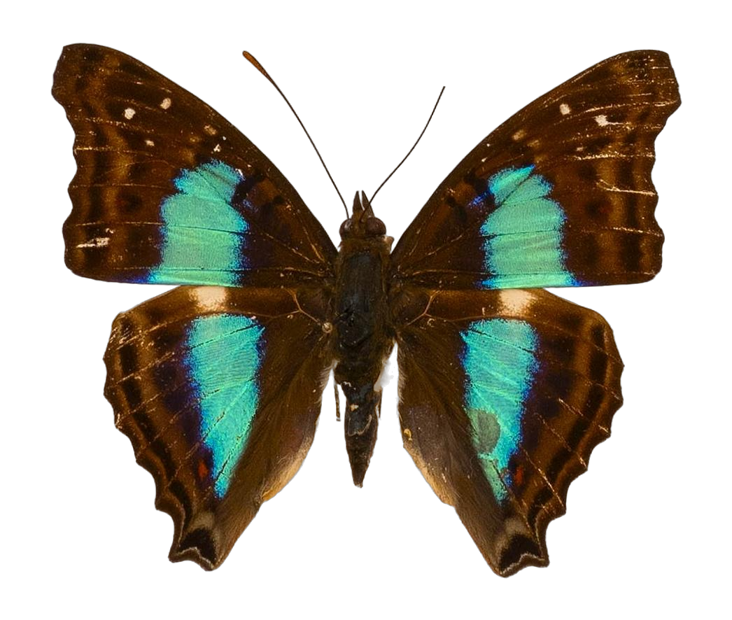 Doxocopa cherubina cherubina — NYMPHALIDAE/Apaturinae/_TDR5524.jpg