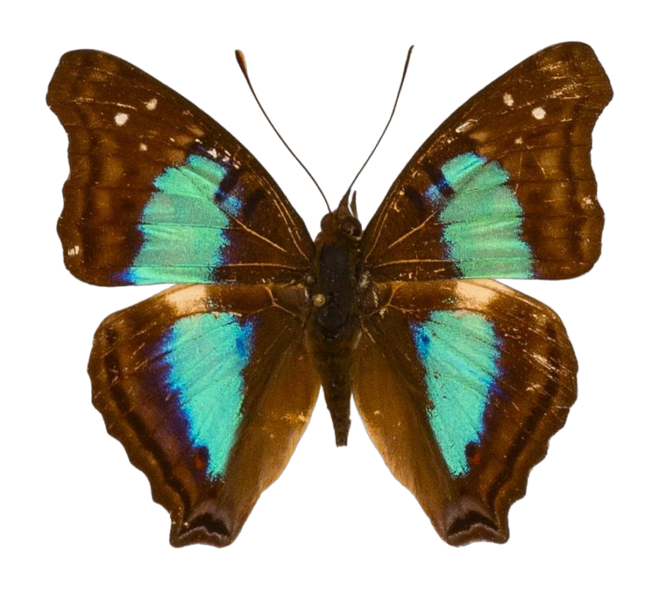 Doxocopa cherubina cherubina — NYMPHALIDAE/Apaturinae/_TDR5524.jpg