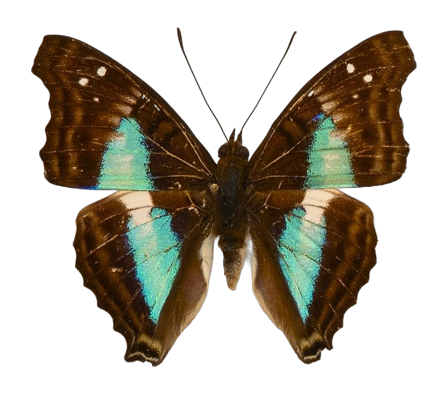 Doxocopa lavinia lavinia — NYMPHALIDAE/Apaturinae/_TDR5524.jpg