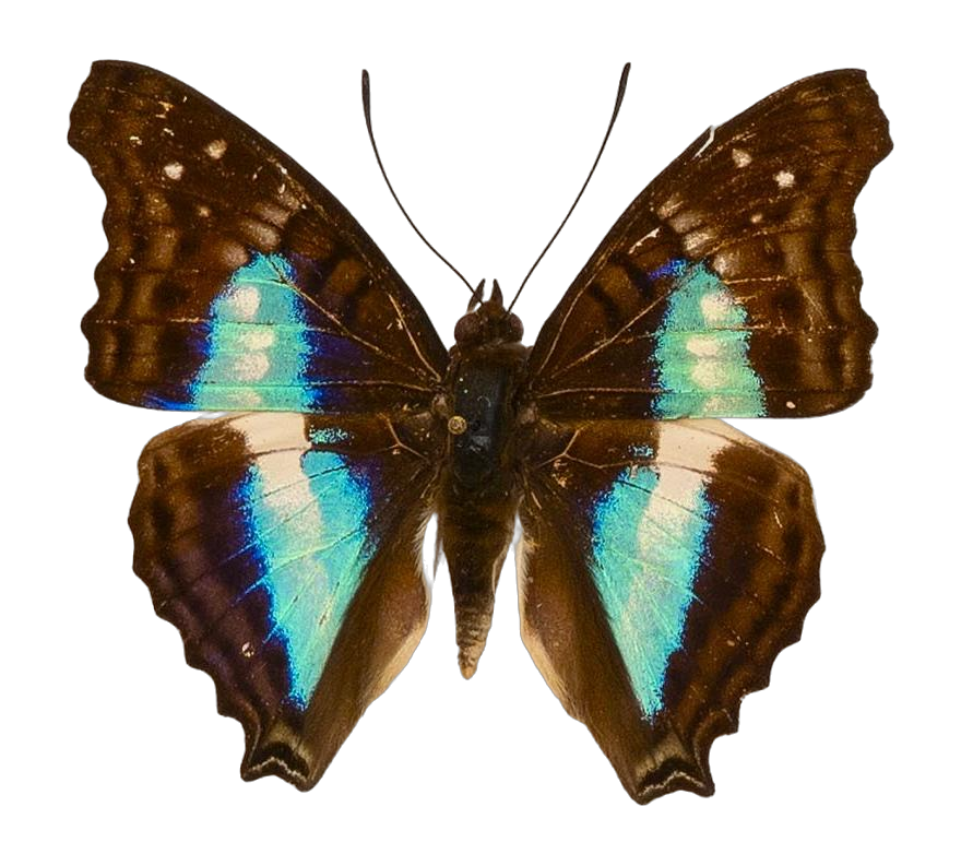 Doxocopa lavinia lavinia — NYMPHALIDAE/Apaturinae/_TDR5524.jpg