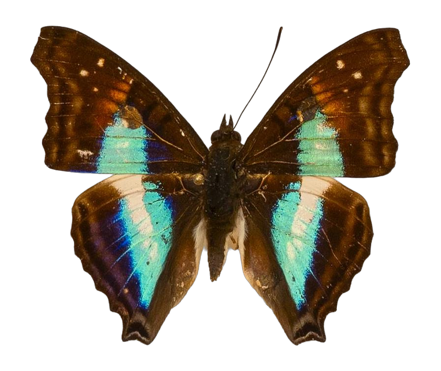 Doxocopa lavinia lavinia — NYMPHALIDAE/Apaturinae/_TDR5524.jpg