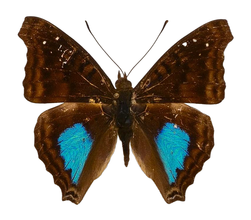Doxocopa cyane cyane — NYMPHALIDAE/Apaturinae/_TDR5524.jpg