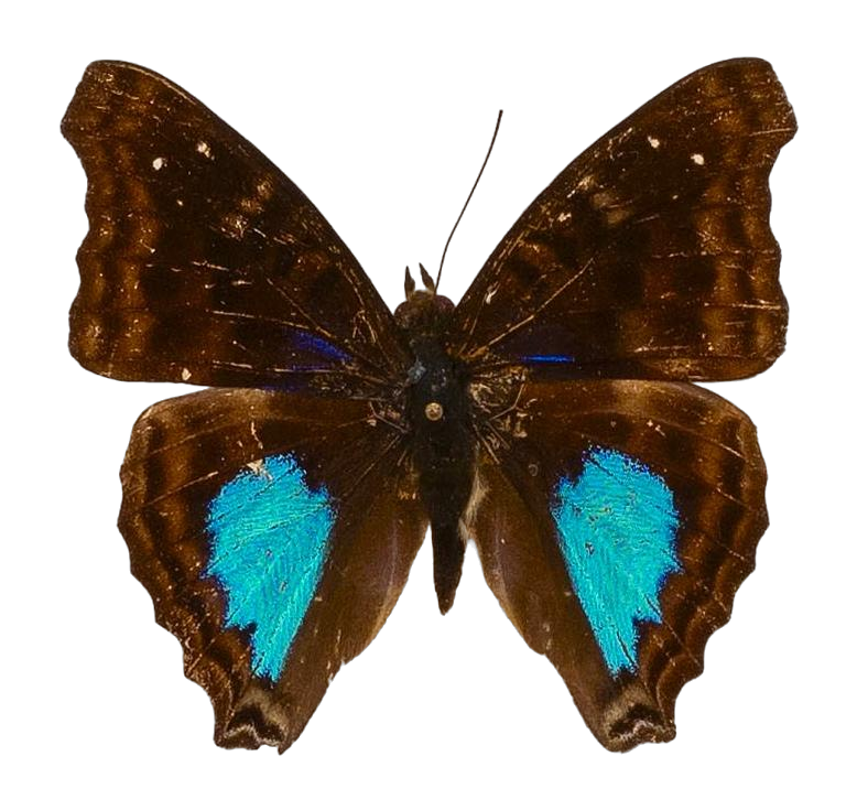 Doxocopa cyane cyane — NYMPHALIDAE/Apaturinae/_TDR5524.jpg