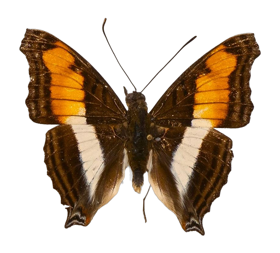Euptychia griseldis — NYMPHALIDAE/Apaturinae/_TDR5524.jpg