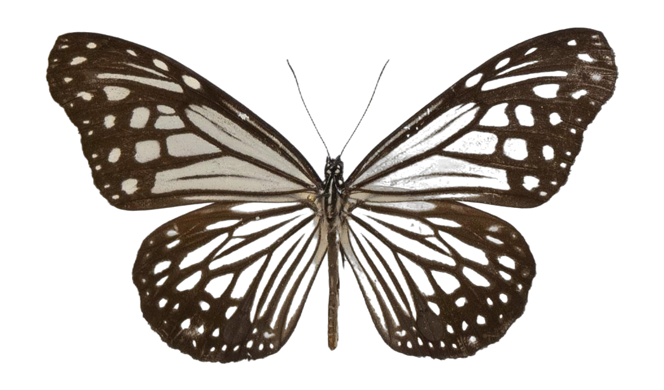 Parantica aglea melanoides — NYMPHALIDAE/Daninae/_TDR5467.jpg