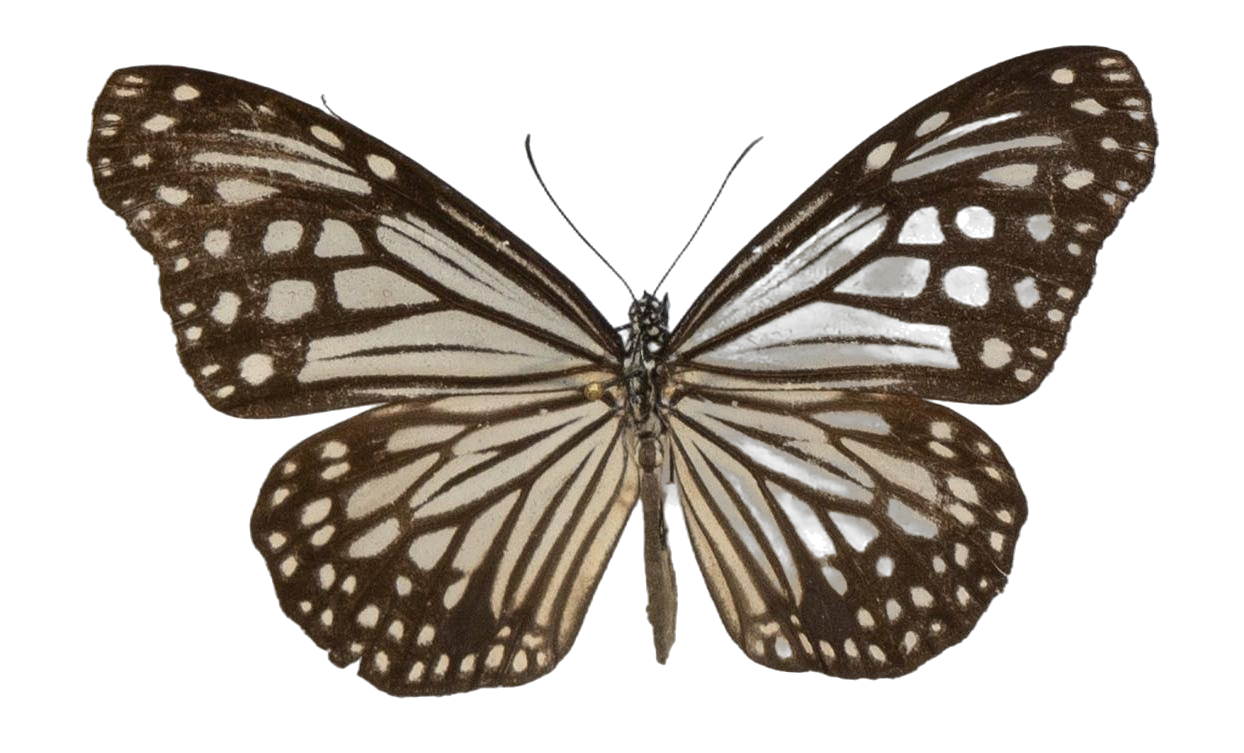 Parantica aglea melanoides — NYMPHALIDAE/Daninae/_TDR5467.jpg