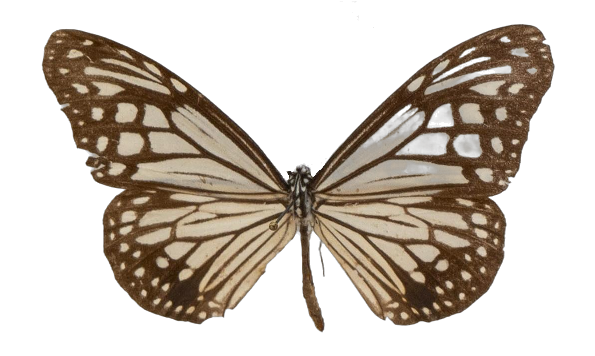 Parantica aglea melanoides — NYMPHALIDAE/Daninae/_TDR5467.jpg
